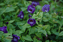 Summer Wave Large Violet Torenia (Torenia 'Summer Wave Large Violet') at Make It Green Garden Centre