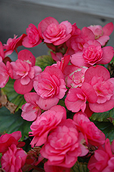 Dragone Dusty Rose Begonia (Begonia x hiemalis  'Dragone Dusty Rose') at Make It Green Garden Centre