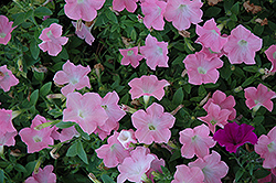 Easy Wave Shell Pink Petunia (Petunia 'Easy Wave Shell Pink') at Make It Green Garden Centre