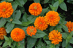 Magellan Orange Zinnia (Zinnia 'Magellan Orange') at Make It Green Garden Centre