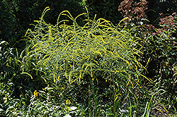 Fireworks Goldenrod (Solidago rugosa 'Fireworks') at Lurvey Garden Center