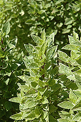 Pesto Perpetuo Basil (Ocimum x citriodorum 'Pesto Perpetuo') at Make It Green Garden Centre