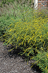 Fireworks Goldenrod (Solidago rugosa 'Fireworks') at Lurvey Garden Center