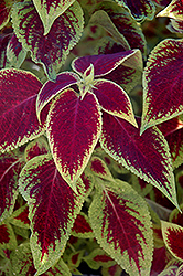 Versa Crimson Gold Coleus (Solenostemon scutellarioides 'Versa Crimson Gold') at Make It Green Garden Centre