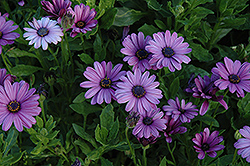 Asti Lavender Shades African Daisy (Osteospermum 'Asti Lavender Shades') at Make It Green Garden Centre