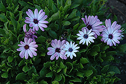 Asti Purple Bicolor African Daisy (Osteospermum 'Asti Purple Bicolor') at Make It Green Garden Centre