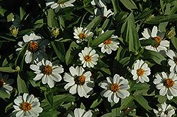 Profusion White Zinnia (Zinnia 'Profusion White') at Make It Green Garden Centre