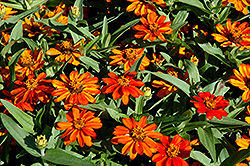 Profusion Orange Zinnia (Zinnia 'Profusion Orange') at Make It Green Garden Centre