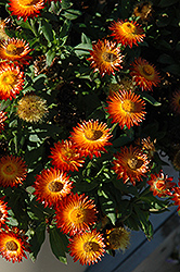 Mohave Fire Strawflower (Bracteantha bracteata 'Mohave Fire') at Make It Green Garden Centre
