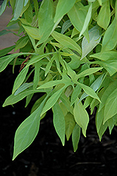 Illusion Emerald Lace Sweet Potato Vine (Ipomoea batatas 'Illusion Emerald Lace') at Make It Green Garden Centre