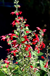 Summer Jewel Red Sage (Salvia 'Summer Jewel Red') at Make It Green Garden Centre