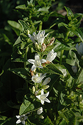 Bellefleur White Clustered Bellflower (Campanula glomerata 'Bellefleur White') at Make It Green Garden Centre