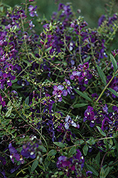 AngelMist Spreading Purple Angelonia (Angelonia angustifolia 'AngelMist Spreading Purple') at Make It Green Garden Centre