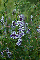 AngelMist Purple Stripe Angelonia (Angelonia angustifolia 'AngelMist Purple Stripe') at Make It Green Garden Centre