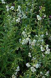 AngelMist White Angelonia (Angelonia angustifolia 'AngelMist White') at Make It Green Garden Centre
