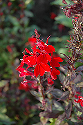 Queen Victoria Lobelia (Lobelia 'Queen Victoria') at Make It Green Garden Centre