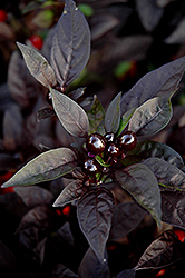 Black Pearl Ornamental Pepper (Capsicum annuum 'Black Pearl') at Make It Green Garden Centre