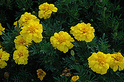 Durango Yellow Marigold (Tagetes patula 'Durango Yellow') at Make It Green Garden Centre