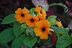 Sunny Susy Red Orange Black-Eyed Susan (Thunbergia alata 'Sunny Susy Red Orange') at Make It Green Garden Centre