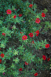 Superbells Scarlet Calibrachoa (Calibrachoa 'Superbells Scarlet') at Make It Green Garden Centre