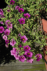 Aloha Dark Lavender Calibrachoa (Calibrachoa 'Aloha Dark Lavender') at Make It Green Garden Centre
