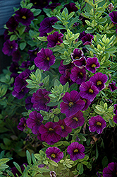 Aloha Midnight Purple Calibrachoa (Calibrachoa 'Aloha Midnight Purple') at Make It Green Garden Centre