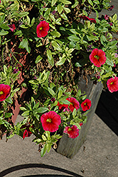 Aloha Dark Red Calibrachoa (Calibrachoa 'Aloha Dark Red') at Make It Green Garden Centre