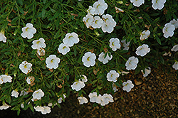 Superbells Trailing White Calibrachoa (Calibrachoa 'Superbells Trailing White') at Make It Green Garden Centre
