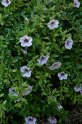 Superbells Trailing Lilac Mist Calibrachoa (Calibrachoa 'Superbells Trailing Lilac Mist') at Make It Green Garden Centre