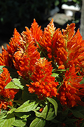 Orange Plumed Celosia (Celosia plumosa 'Orange') at Make It Green Garden Centre