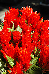 Red Plumed Celosia (Celosia plumosa 'Red') at Make It Green Garden Centre