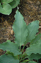 Neptune Hosta (Hosta 'Neptune') at Make It Green Garden Centre