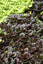 Black Scallop Bugleweed (Ajuga reptans 'Black Scallop') at Make It Green Garden Centre