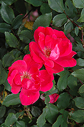 Red Knock Out Rose (Rosa 'Red Knock Out') at Make It Green Garden Centre