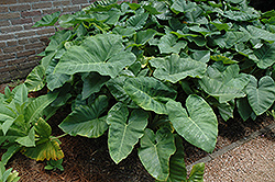 Elephant's Ear (Caladium colocasia) at Make It Green Garden Centre