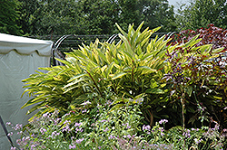 Variegated Shell Ginger (Alpinia zerumbet 'Variegata') at Make It Green Garden Centre