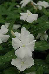 Mediterranean XP White Vinca (Catharanthus roseus 'PAS553555') at Make It Green Garden Centre
