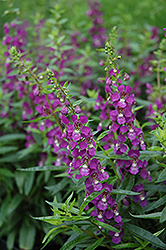 Serenita Purple Angelonia (Angelonia angustifolia 'PAS803822') at Make It Green Garden Centre