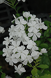 White Plumbago (Plumbago auriculata 'Alba') at Make It Green Garden Centre