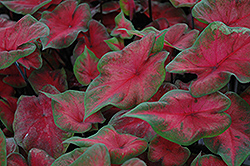 Postman Joyner Caladium (Caladium 'Postman Joyner') at Make It Green Garden Centre