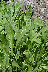 Chicory (Cichorium intybus) at Make It Green Garden Centre