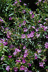 Purple False Heather (Cuphea hyssopifolia 'Purple') at Make It Green Garden Centre
