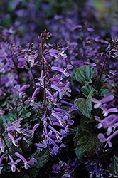 Mona Lavender Swedish Ivy (Plectranthus 'Mona Lavender') at Make It Green Garden Centre