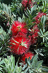 Little John Dwarf Bottlebrush (Callistemon citrinus 'Little John') at Make It Green Garden Centre