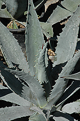 Century Plant (Agave americana) at Make It Green Garden Centre