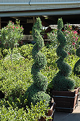 Blue Point Spiral Juniper (Juniperus chinensis 'Blue Point (spiral)') at Make It Green Garden Centre