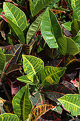 Variegated Croton (Codiaeum variegatum) at Make It Green Garden Centre