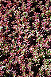 Red Carpet Stonecrop (Sedum spurium 'Red Carpet') at Make It Green Garden Centre