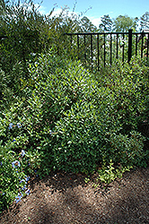 Thryallis (Galphimia glauca) at Make It Green Garden Centre