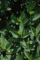 Thryallis (Galphimia glauca) at Make It Green Garden Centre